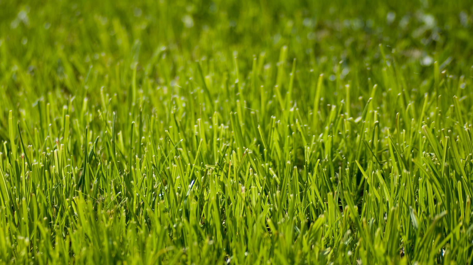 Let's Plan Your Turf Installation