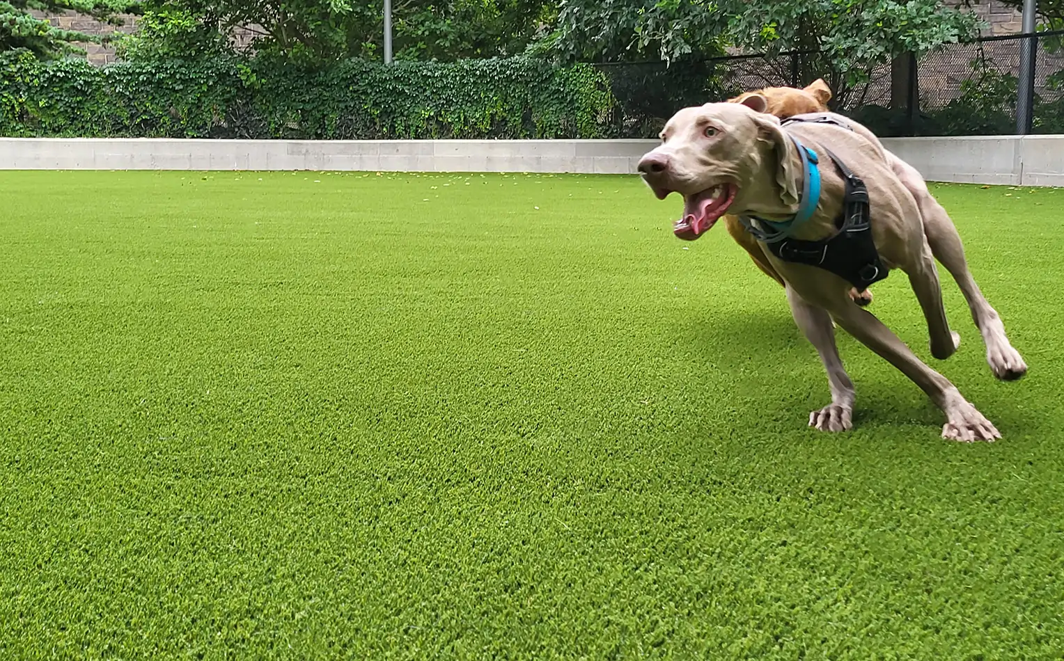 Pet Friendly Turf Installation
